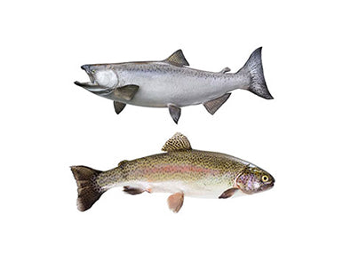 Default Category/Specie Specific/Trout & Salmon