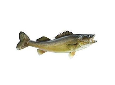 Default Category/Specie Specific/Walleye