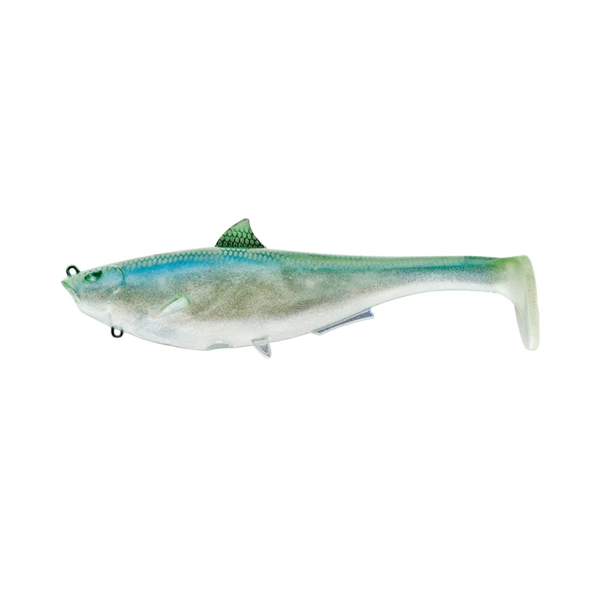 Megalojohn_Blueback Herring