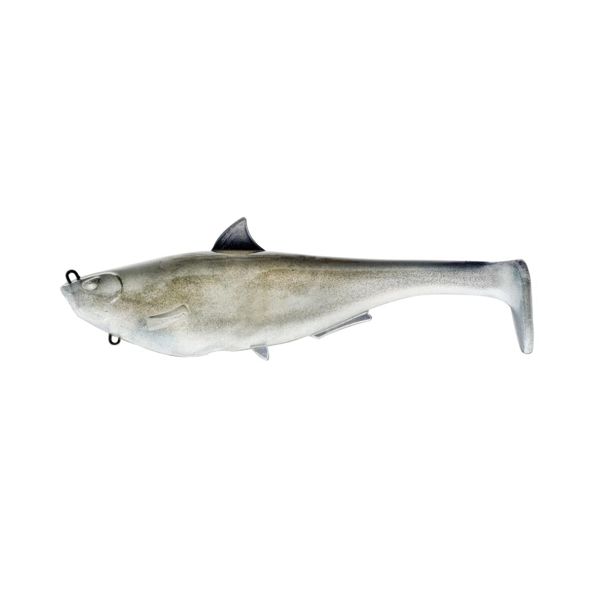 Megalojohn_Gizzard Shad