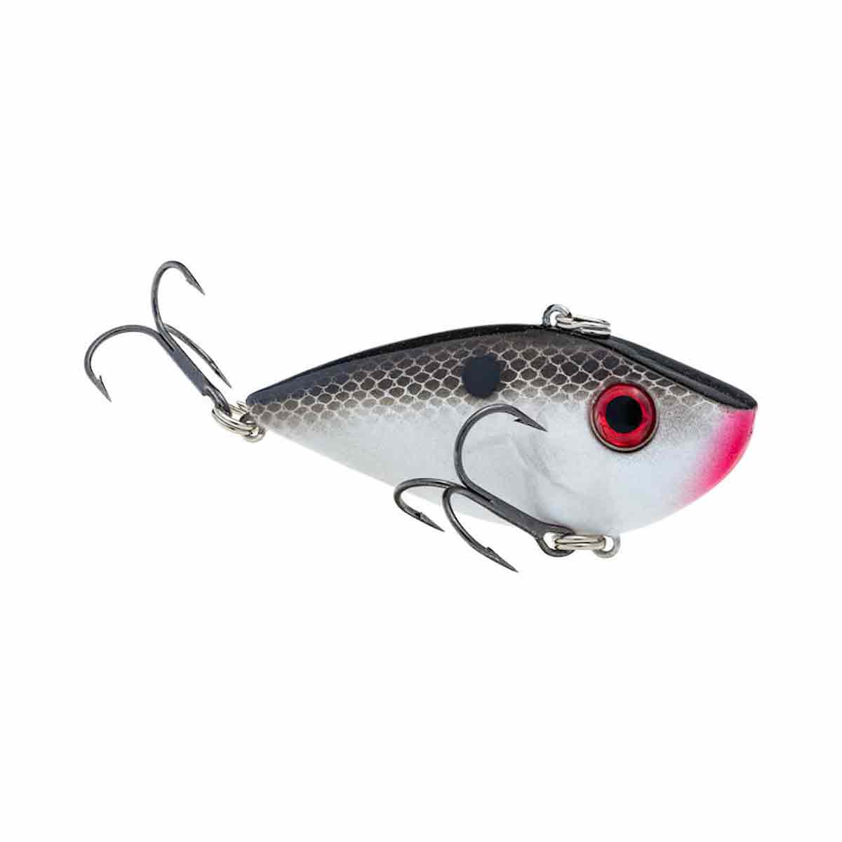 Red Eyed Shad_Gizzard Shad
