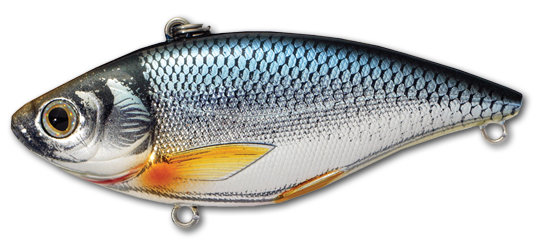 Golden Shiner Rattlebait_Silver/Blue