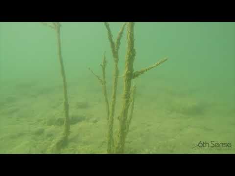 6th Sense Crush 50X Crankbait - Fishermans Central Official