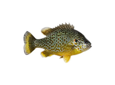 Default Category/Specie Specific/Panfish
