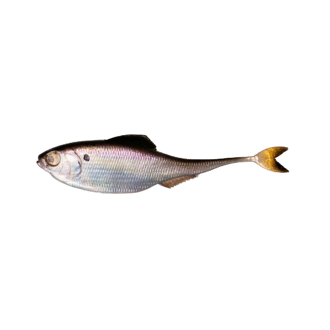 6th Sense Masterclass Fiction Shad