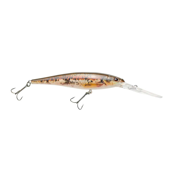 Flicker Minnow_HD Blacknose Dace