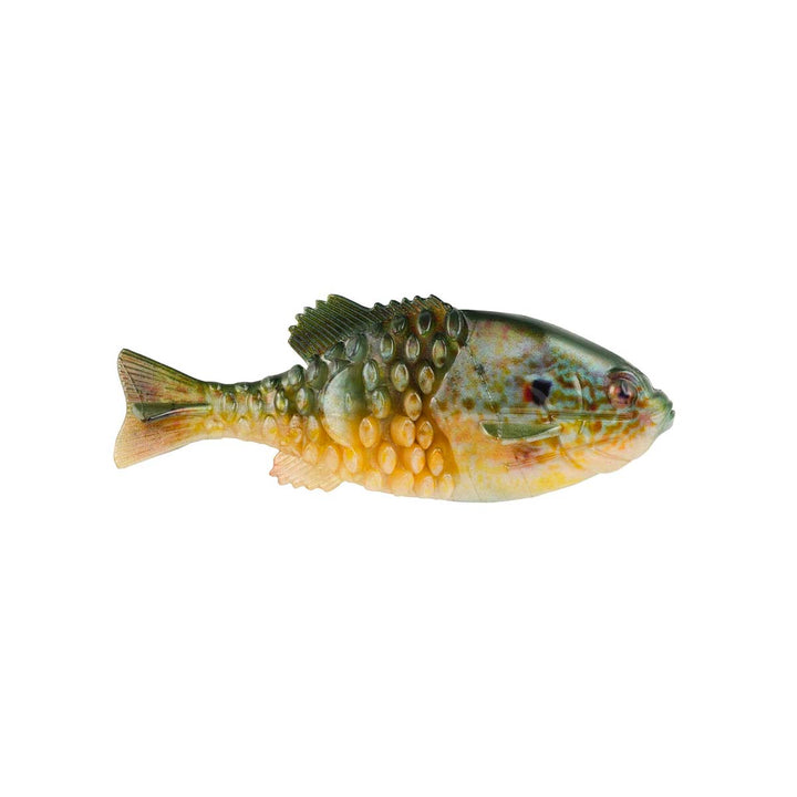 PB Gilly_HD Pumpkinseed