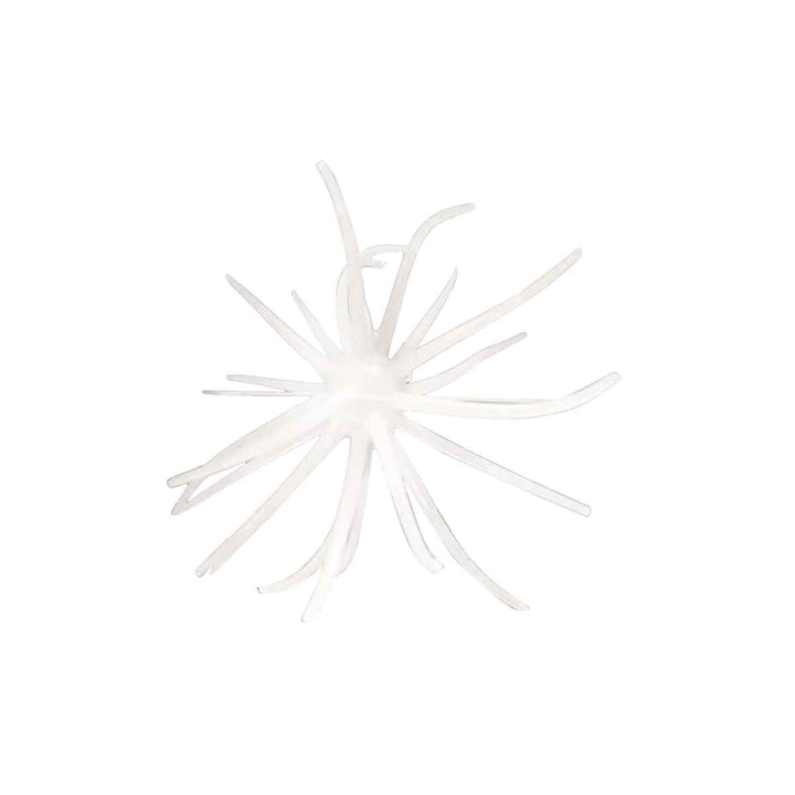 Hag's Prickly Pear - Fishermans Central