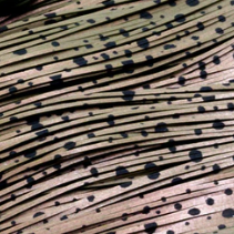 Skirts Unlimited Dalmatian Skirts