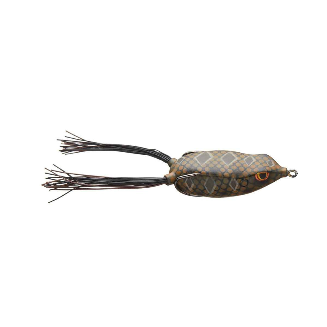 Bronzeye Frog_Diamond Back
