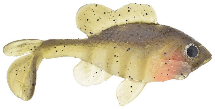 Little Creeper All American Sun Fish Female Male Bluegill