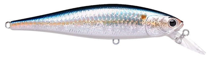 Pointer 100_MS American Shad